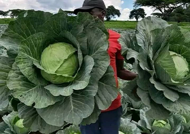 Agricultural work