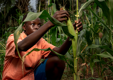 Cabbage farmer profile